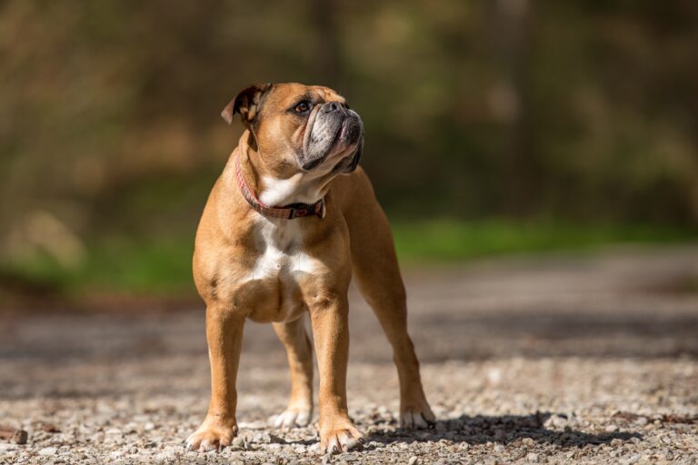 Un bulldog continental adulte.