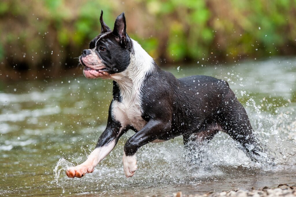 Un bulldog continental qui fait de l'activité