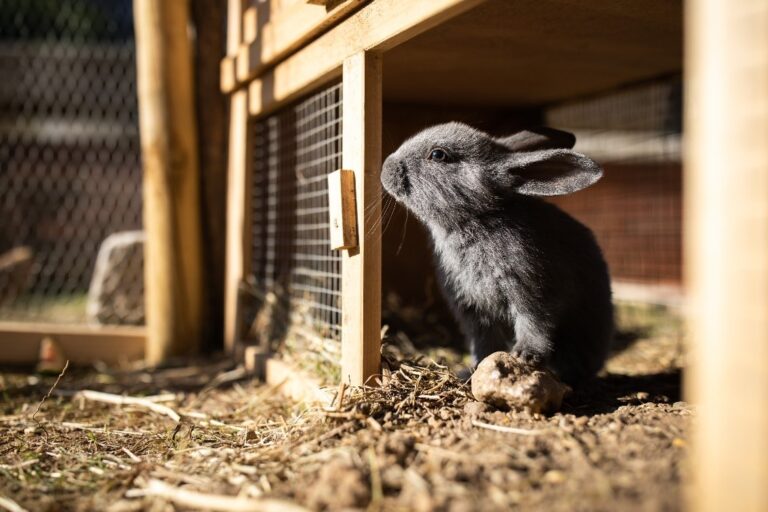 Une cage à lapin en bois