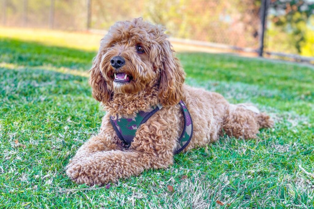 cavapoo couché dans l'herbe d'un parc