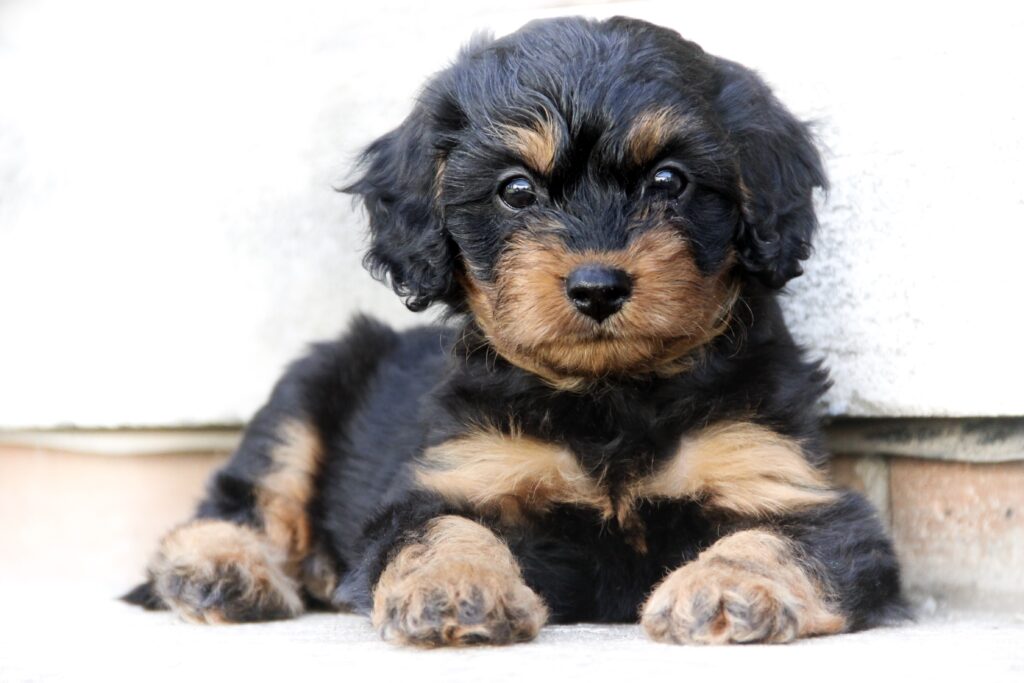 chiot cavapoo bicolore couché sur un fond blanc