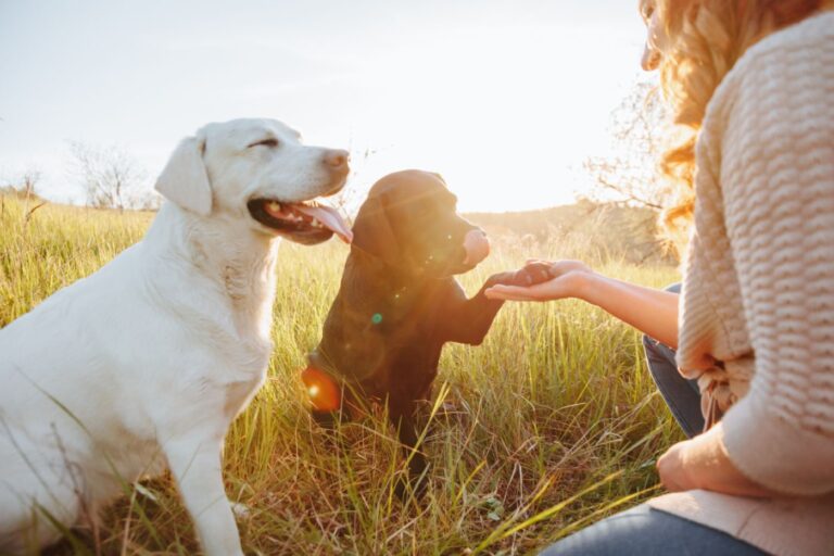 Les Labradors Retriever sont des chiens hypoallergéniques