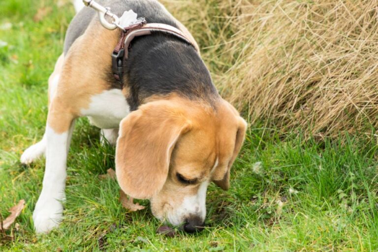 Si votre chien mange des crottes pendant la promenade, cela peut être dangereux