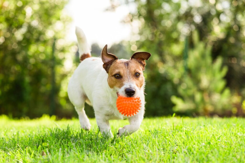 Votre chien mange des crottes pendant la promenade : que faire ?