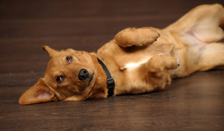 chien souffrant de flatulences couché sur le dos