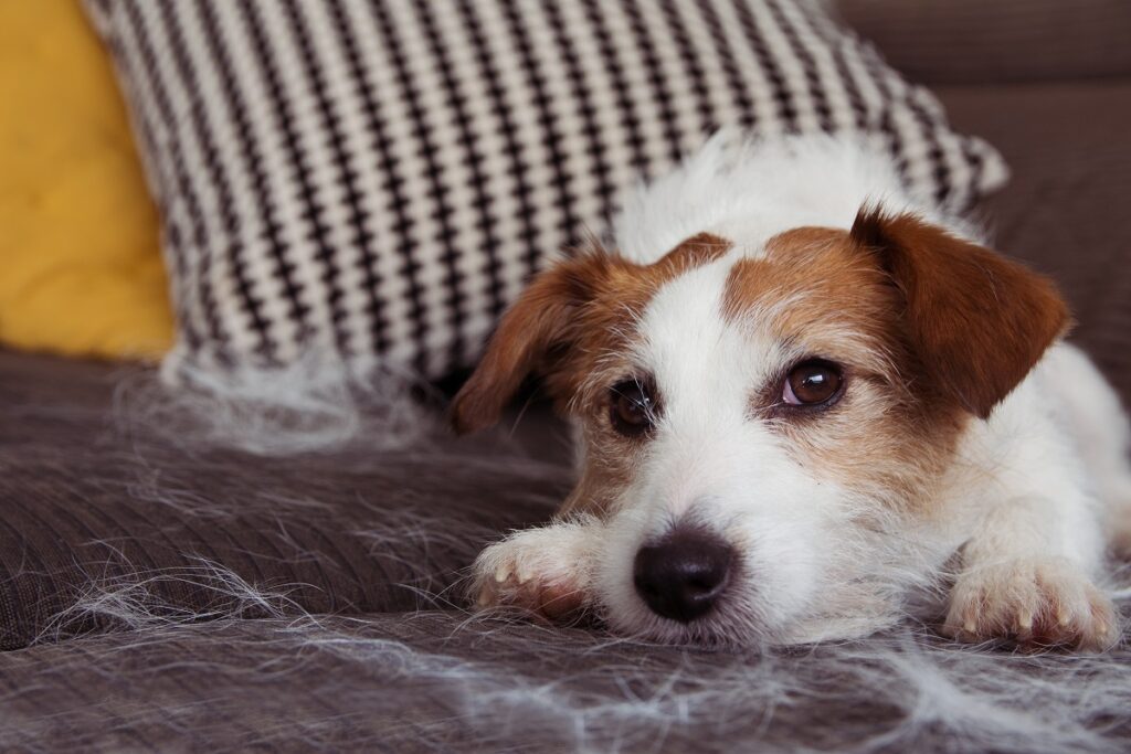 Comment enlever les poils de chien sur un canapé ?
