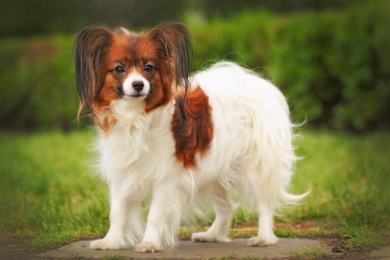 Un épagneul nain continental papillon avec les oreilles noires