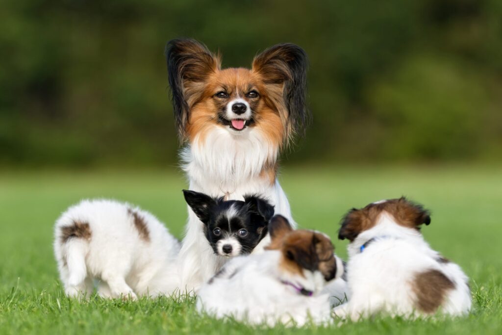 L'épagneul nain continental papillon existe en noir ou en tricolore