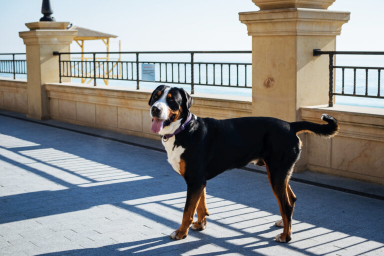 Le Grand bouvier suisse est un chien de poids et de taille imposante