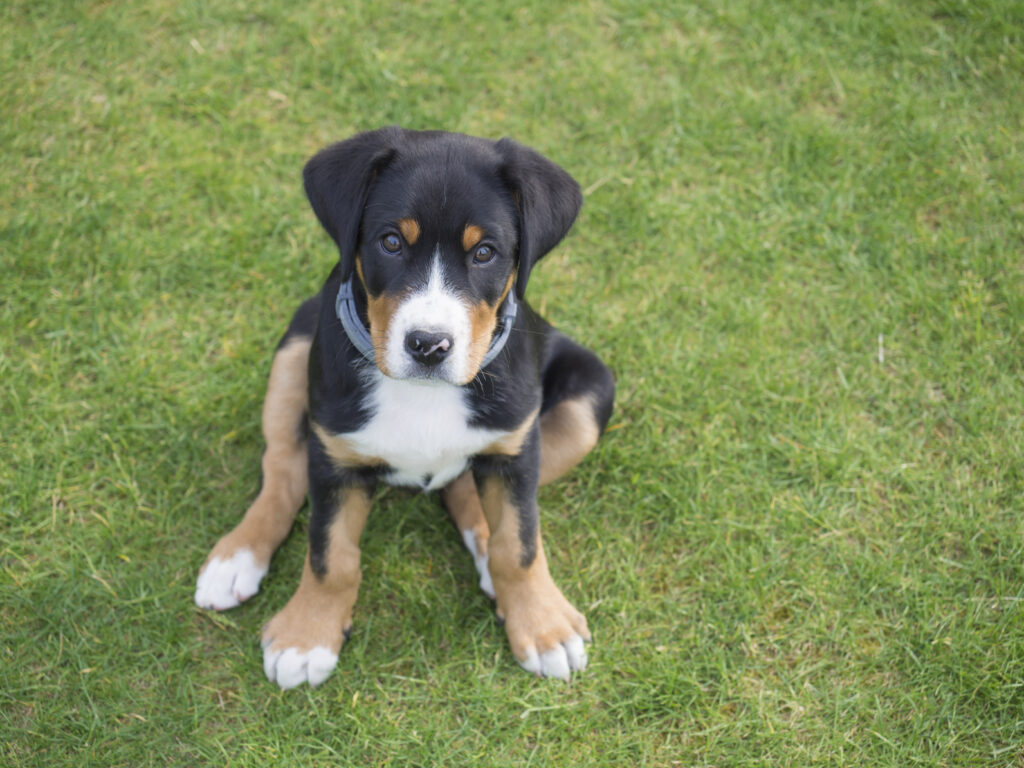 Un chiot de Grand bouvier suisse