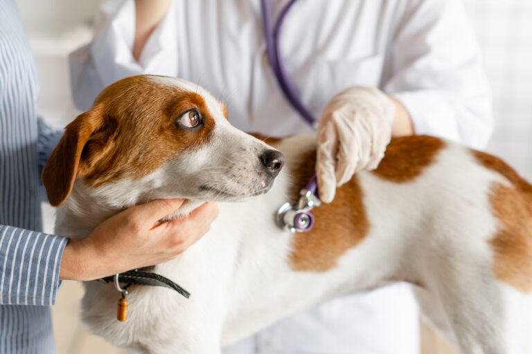 Le vétérinaire recherche des symptômes d'insuffisance cardiaque chez le chien