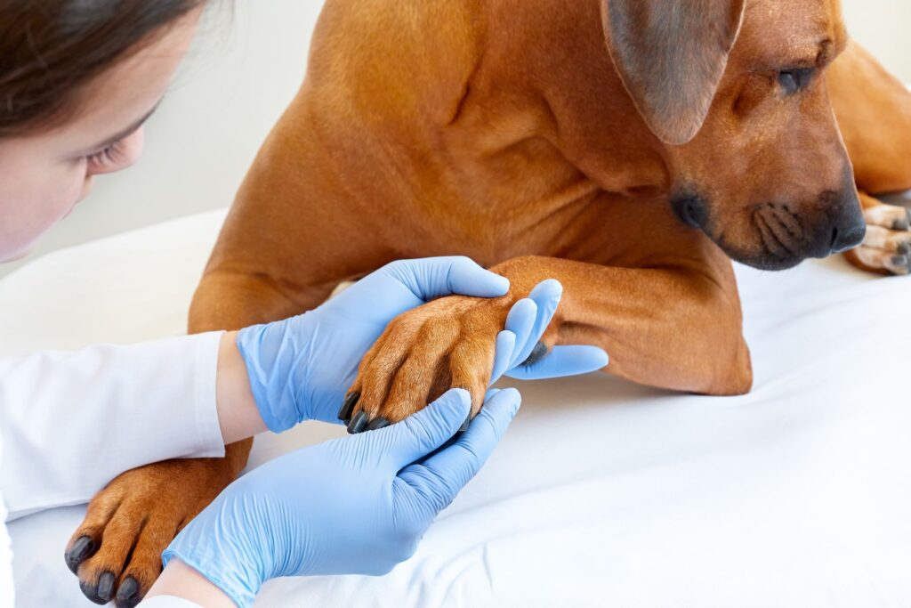 Consultez un vétérinaire pour diagnostiquer une pododermatite du chien.