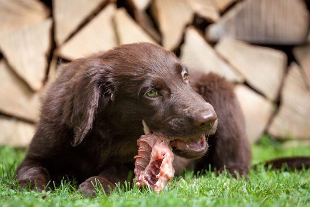 chien souffrant de toxoplasmose qui mange de la viande crue