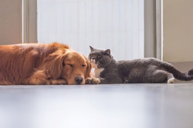 Un chien et un chat souffrant de toxoplasmose couchés sur le sol.