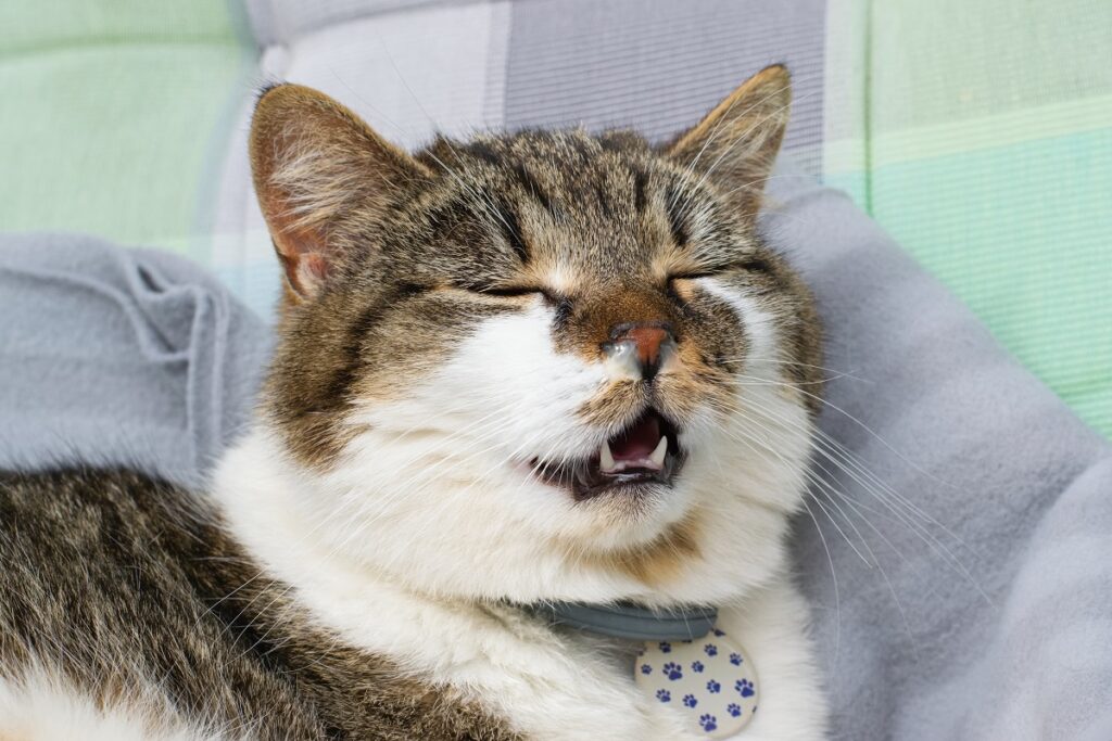 chat avec le nez qui coule chat à la truffe sèche avec le nez qui coule