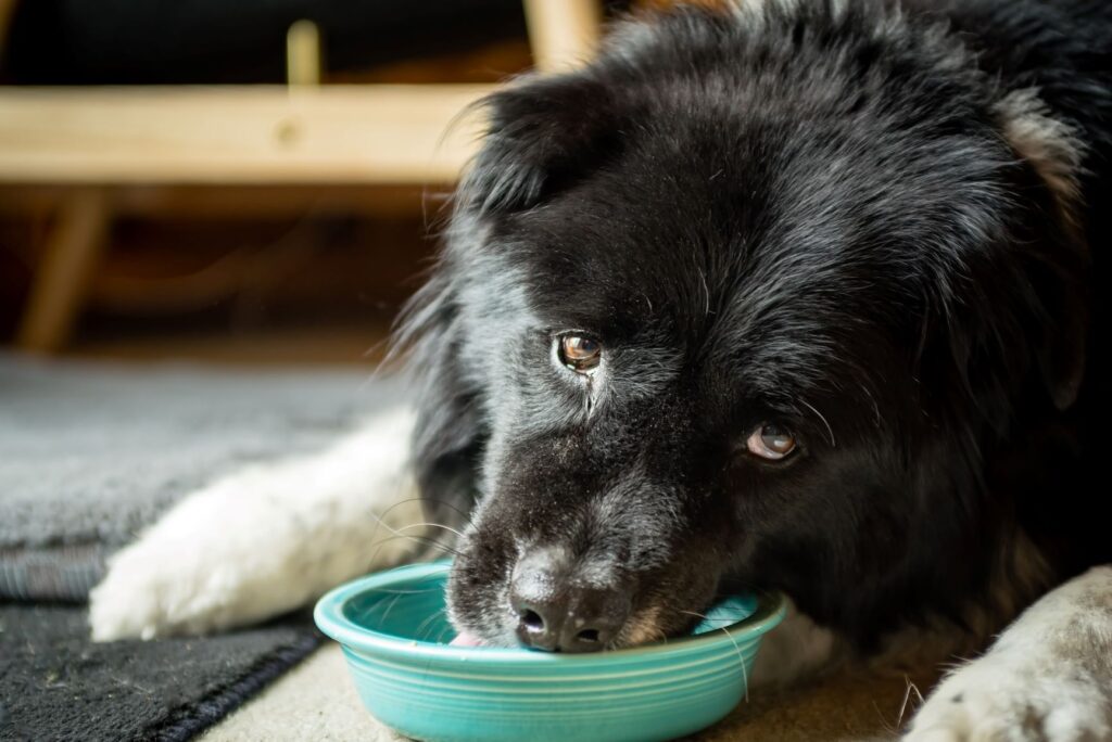 Un vieux chien noir confus Un chien souffrant Alzheimer