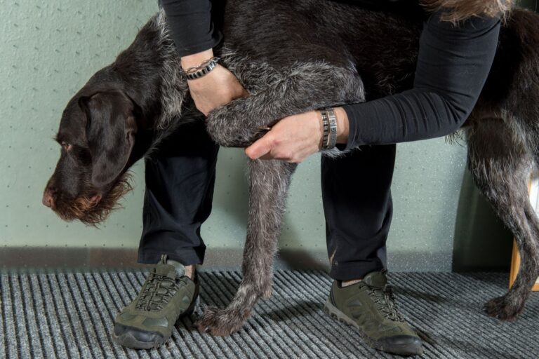 Une patte enflammée est un symptôme d'arthrite chez le chien