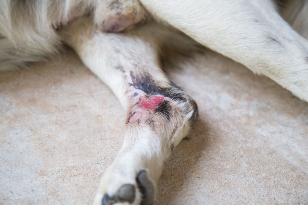 L'arthrite chez le chien peut provoquer des plaies ouvertes