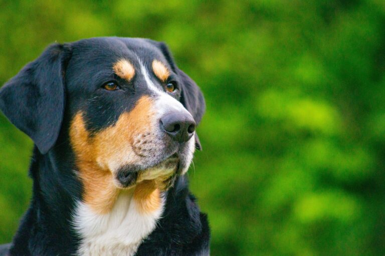 Le Bouvier de l'Entlebuch est un chien de grande taille au caractère protecteur