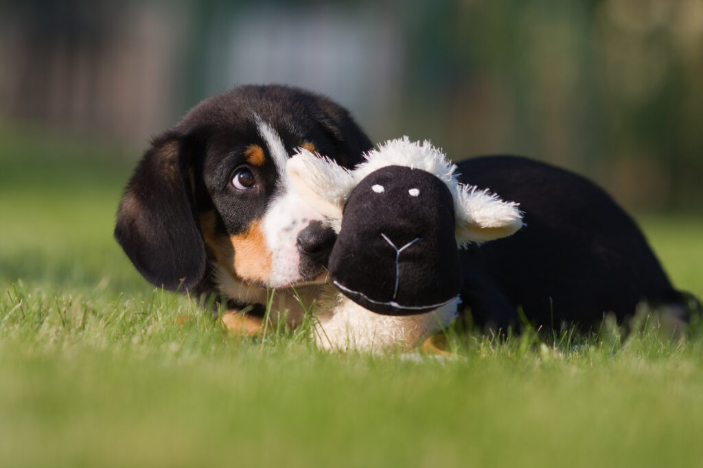 Un chiot Bouvier de l'Entlebuch à l'apparence caractéristique