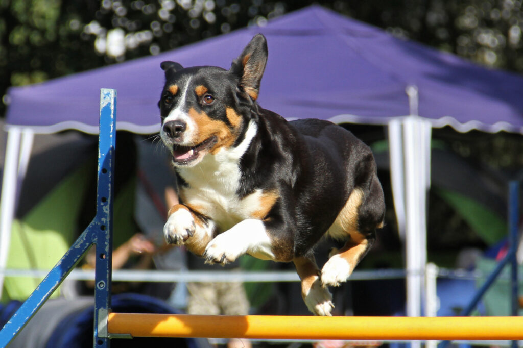 L'agility pour chien est le sport parfait pour le Bouvier de l'Entlebuch