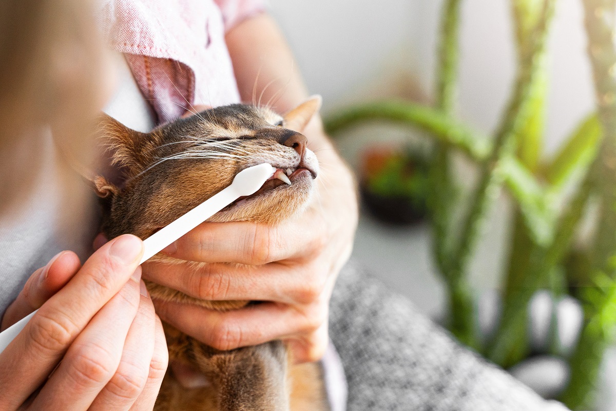 Brosser les dents de son chat tout sur l’hygiène dentaire zooplus