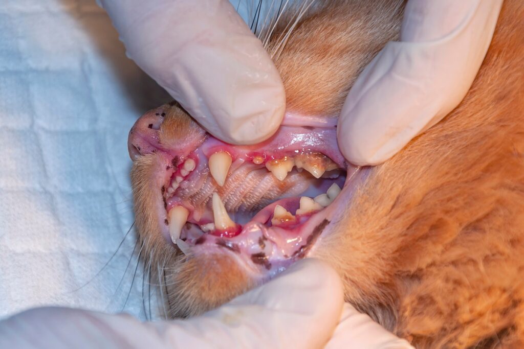 Un vétérinaire examine les gencives et les dents malades d’un chat Brosser les dents de votre chat vous évite de devoir les détartrer