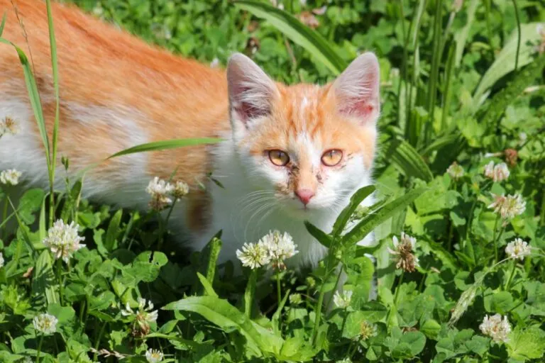 Un chat roux avec un fort écoulement occulaire Le coryza est un symptôme de calicivirus