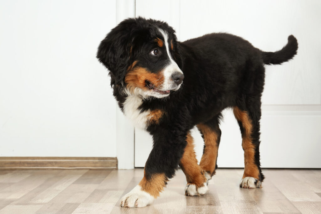 Pourquoi mon chien me suit aux toilettes ? Il ne connaît pas le concept d'intimité.