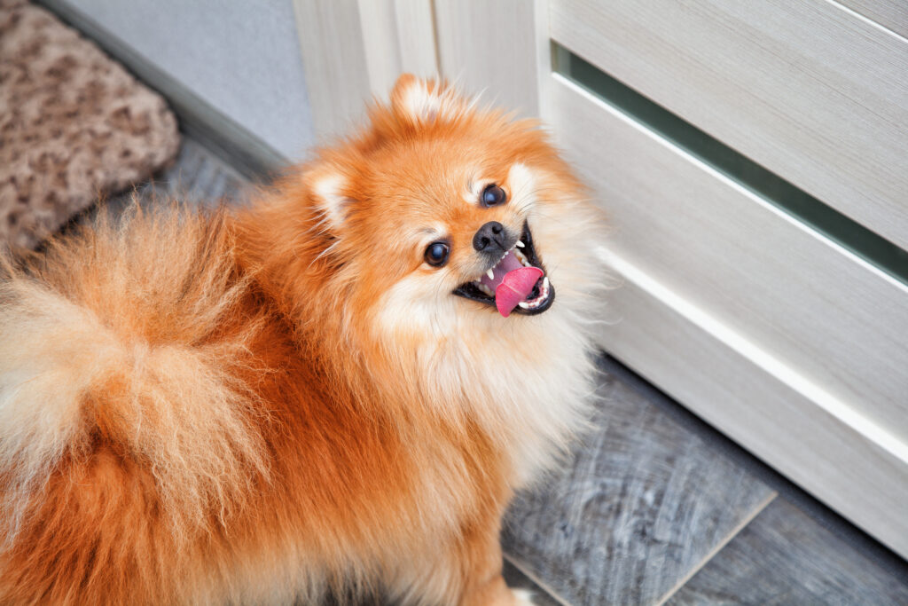 Pourquoi mon chien me suit aux toilettes ? Peut-être est-il impatient ?