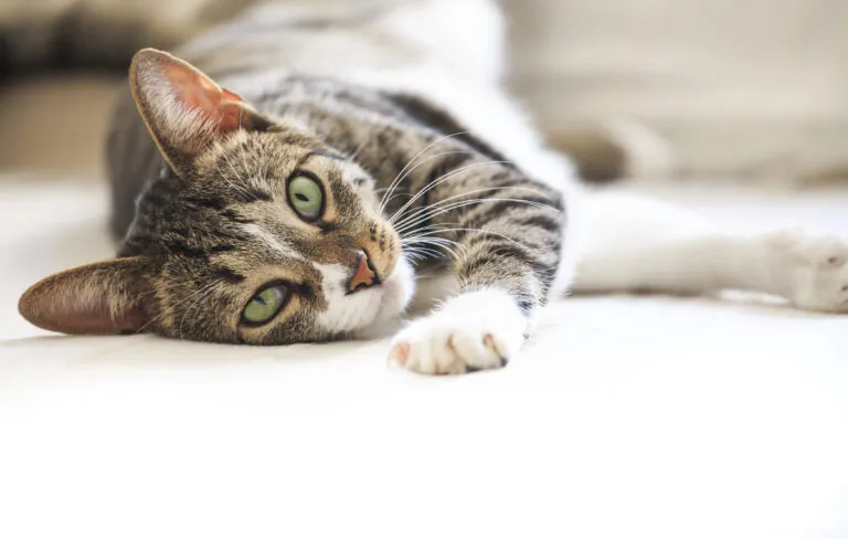 Un chat tigré étendu de tout son long La chlamydiose du chat est est une maladie de l'oeil