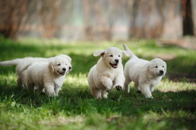 Comment jouer avec son chiot dans un parc ?