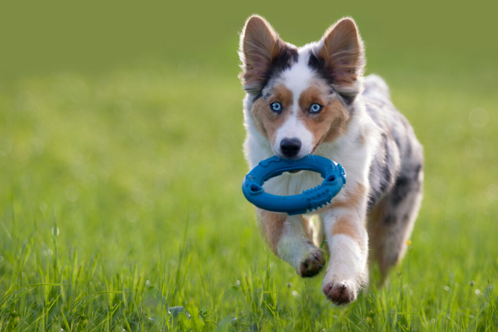 Un chiot Berger Australien s’amuse avec un jouet Comment bien jouer avec son chiot ? Achetez les bons jouets !