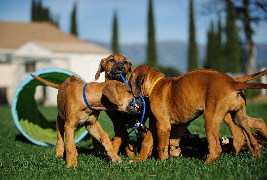 Comment bien jouer avec ses chiots ? Pas trop longtemps, et sous surveillance !