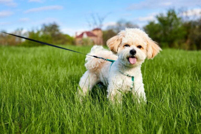 Le Maltipoo est un croisement issu du bichon maltais et du caniche