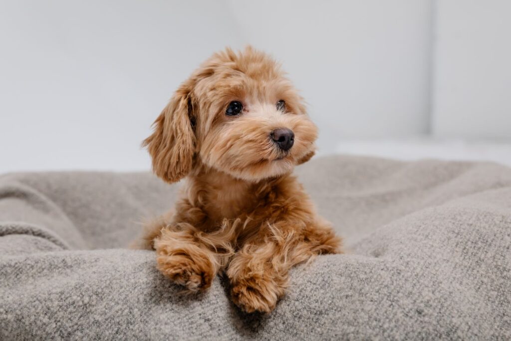 Un chien Maltipoo de couleur crème