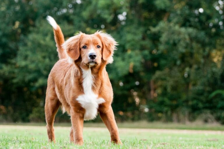 Le Retriever de la Nouvelle-Écosse est le plus petit des retrievers