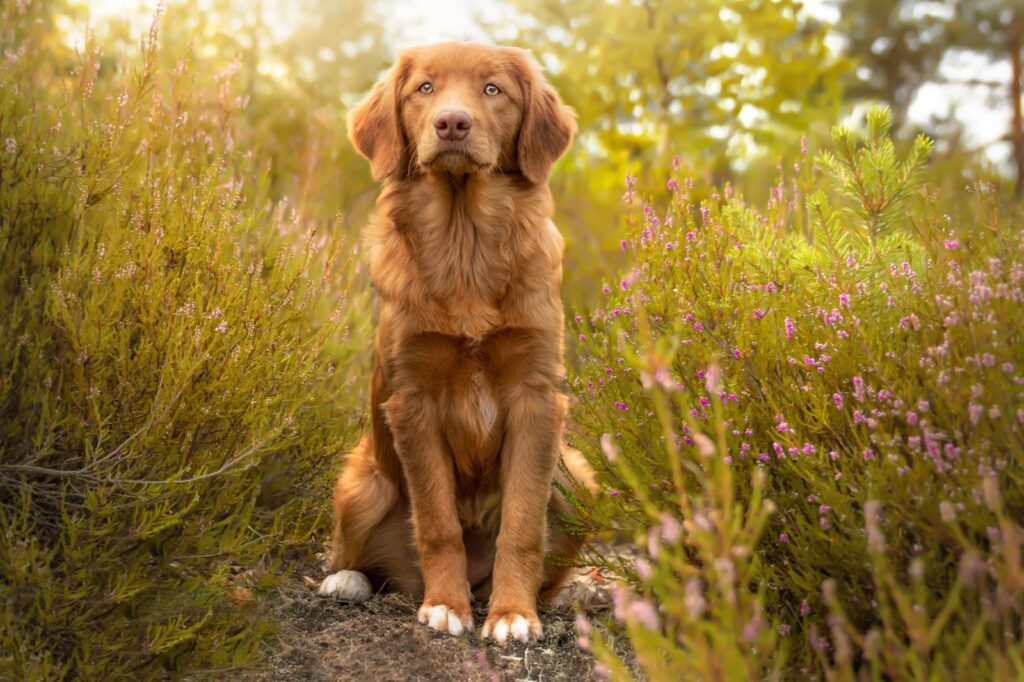 Le Retriever de la Nouvelle-Écosse est chien un roux, mais peut avoir un peu de noir et de blanc