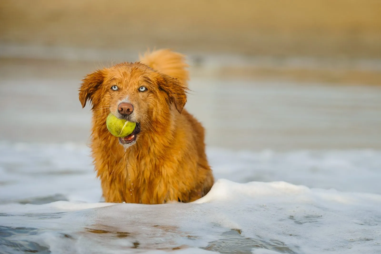 Le Retriever de la Nouvelle-Écosse adore jouer dans l'eau