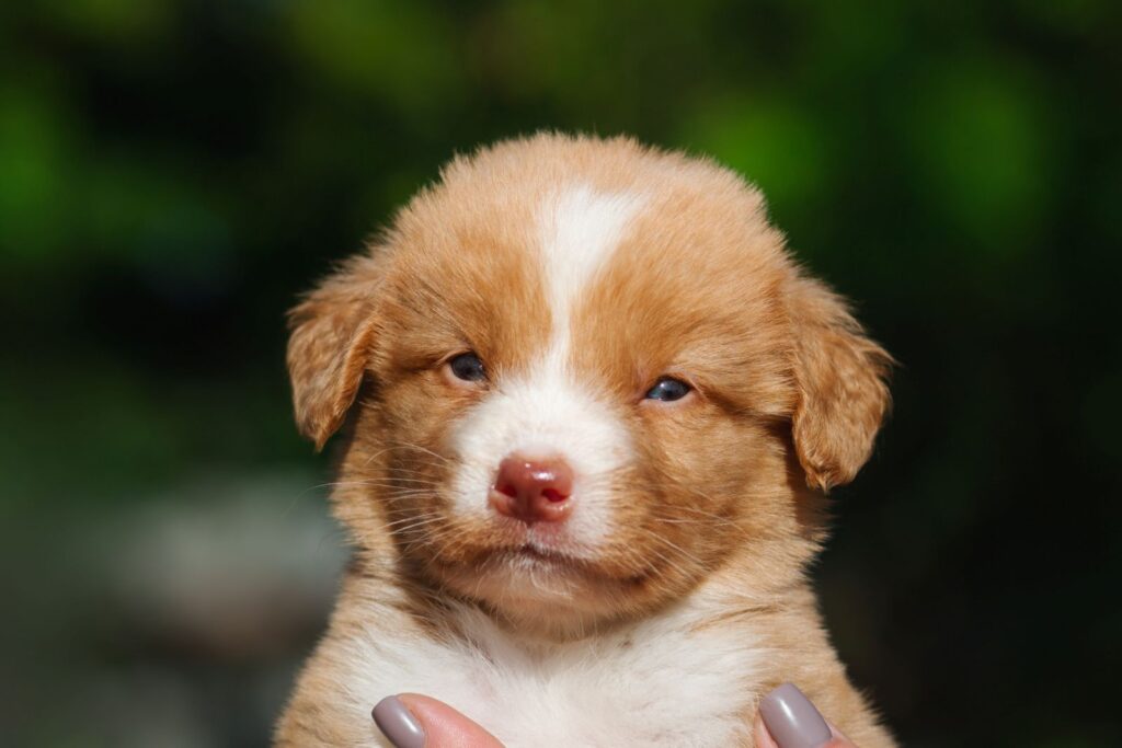 Il faut mettre le prix pour un chiot Retriever de la Nouvelle-Écosse