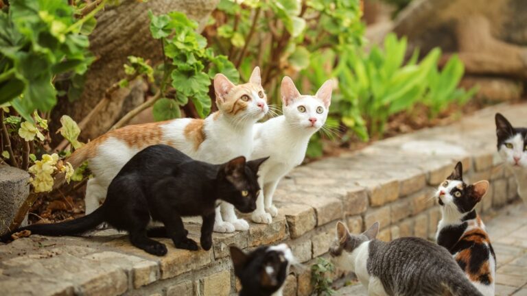 Robe de chat : une multitude de coloris est possible