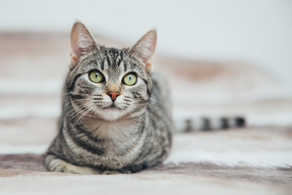 Un beau chat gris rayé Robe du chat : les individus tabbys ont des motifs