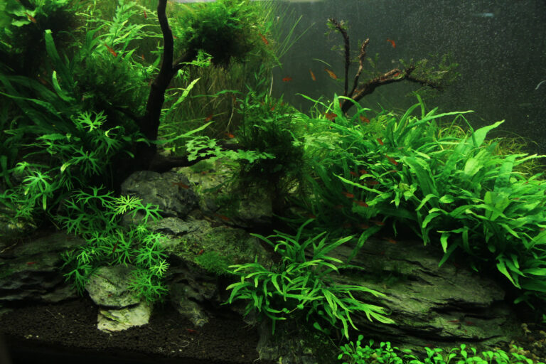 Un aquarium avec la juste quantité d'algue