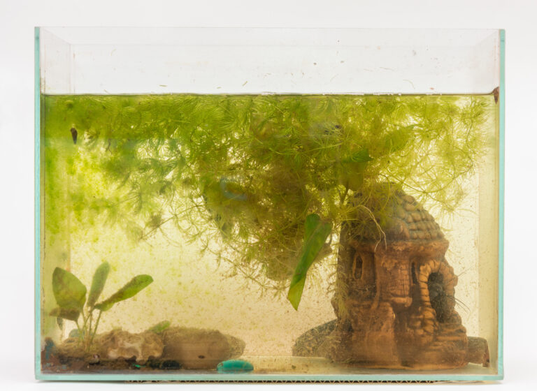Comment se débarrasser de l'algue verte qui envahi votre aquarium ?