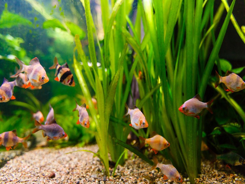 Pas d'algue verte dans cet aquarium
