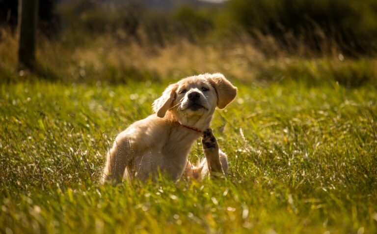 L'été, l'aoûtat est la première cause de démangeaison chez le chien