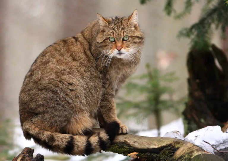 Un chat forestier dans son environnement naturel Le chat sauvage européen ressemble à s'y méprendre à l'European Shorthair