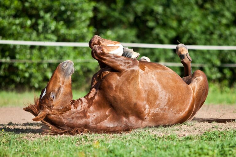 Symptôme de la colique du cheval : votre équidé se jette par terre et roule sur lui-même