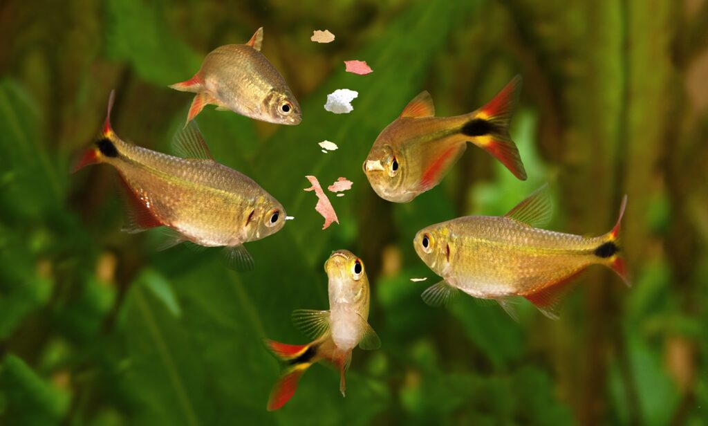 L’eau est trouble dans mon aquarium que faire ? Nos
