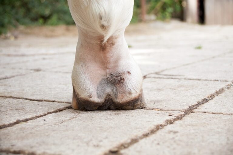 Un paturon de cheval touché par la gale de boue